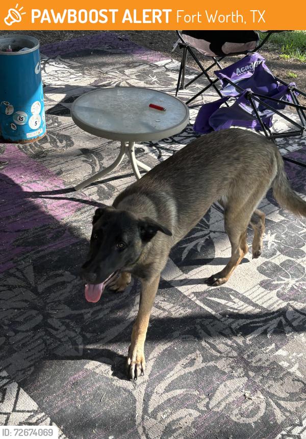 Found/Stray Female Dog last seen Trail lake , Fort Worth, TX 76133