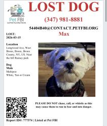 Lost Male Dog last seen Longwood Ave & Dawson Street near the park, The Bronx, NY 10459