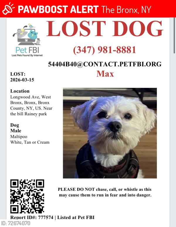 Lost Male Dog last seen Longwood Ave & Dawson Street near the park, The Bronx, NY 10459