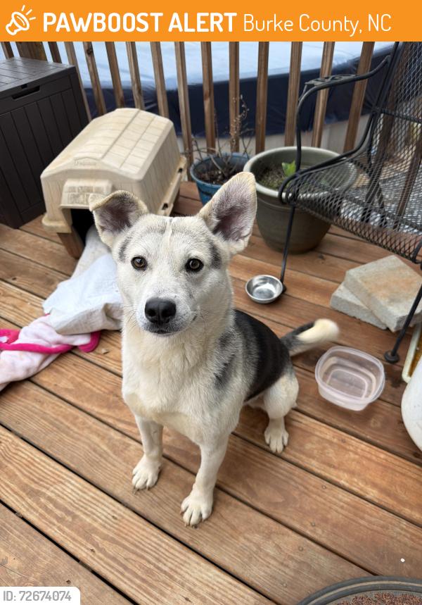 Found/Stray Male Dog last seen Old laurel Rd, Burke County, NC 28612