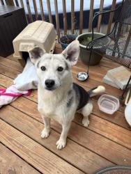 Found/Stray Male Dog last seen Old laurel Rd, Burke County, NC 28612