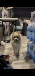 Lost Male Dog last seen Deer valley rv park , Phoenix, AZ 85027