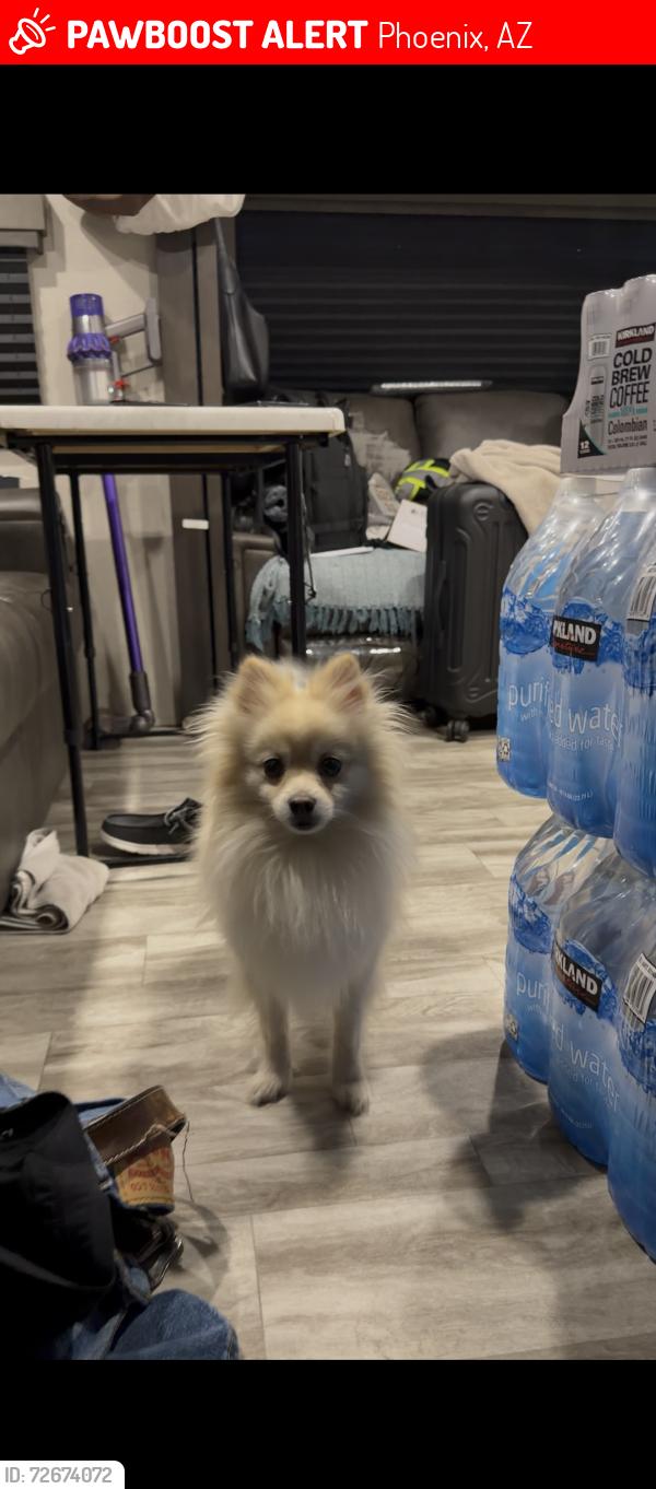 Lost Male Dog last seen Deer valley rv park , Phoenix, AZ 85027
