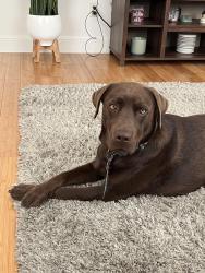 Lost Male Dog last seen Doesn’t have a collar responds to groot, Vallejo, CA 94591