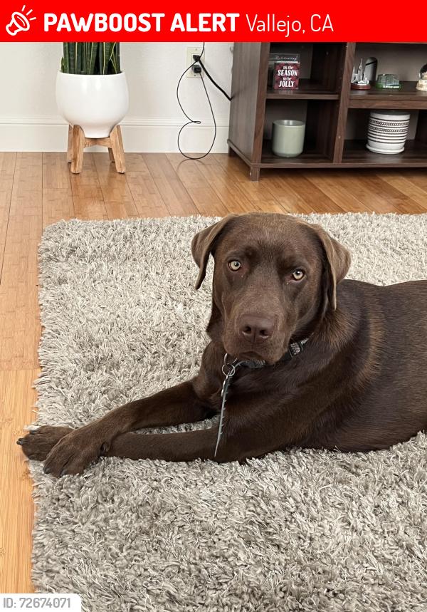 Lost Male Dog last seen Doesn’t have a collar responds to groot, Vallejo, CA 94591