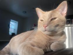 Lost Male Cat last seen Off of Full Wiser Rd, Euless, TX 76039