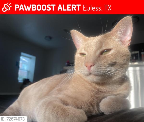 Lost Male Cat last seen Off of Full Wiser Rd, Euless, TX 76039