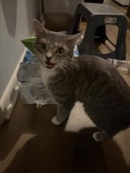 Found/Stray Male Cat last seen Ward St Clyde, NC, Clyde, NC 28721