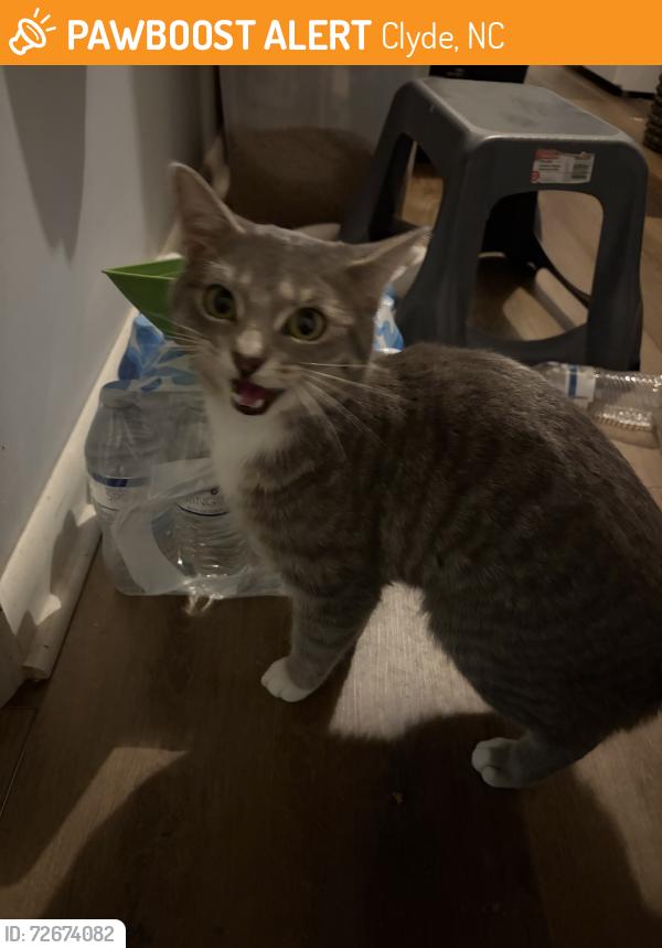 Found/Stray Male Cat last seen Ward St Clyde, NC, Clyde, NC 28721