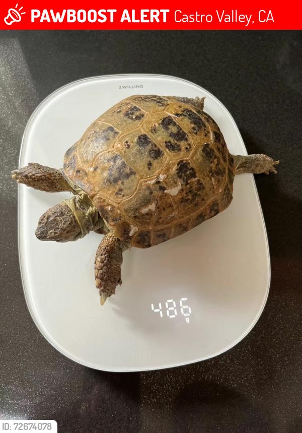 Lost Female Other last seen Near Castro valley community park , Castro Valley, CA 94546