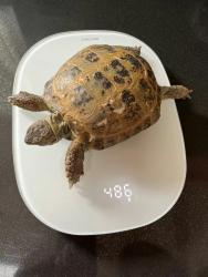 Lost Female Other last seen Near Castro valley community park , Castro Valley, CA 94546