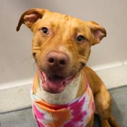 Shelter Stray Male Dog last seen PRESA, San Antonio, TX 78227
