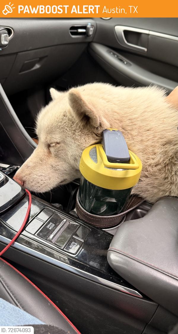 Found/Stray Male Dog last seen Rockridge dr, Austin, TX 78744