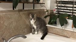 Lost Male Cat last seen Pine forest club, Houston, TX 77084