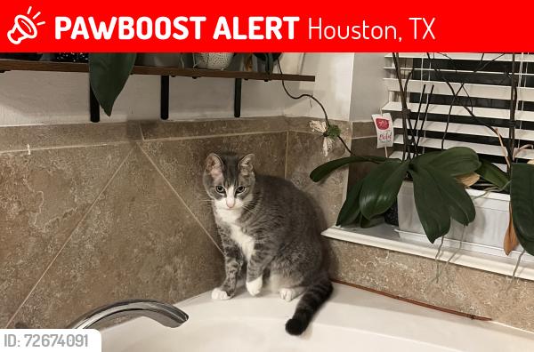 Lost Male Cat last seen Pine forest club, Houston, TX 77084