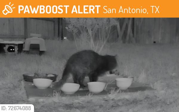 Found/Stray Unknown Cat last seen Lakeview Drive and Viking Coral, San Antonio, TX 78244