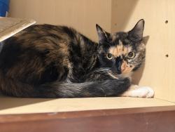 Found/Stray Female Cat last seen Cafe Mollie, Phoenix, AZ 85016