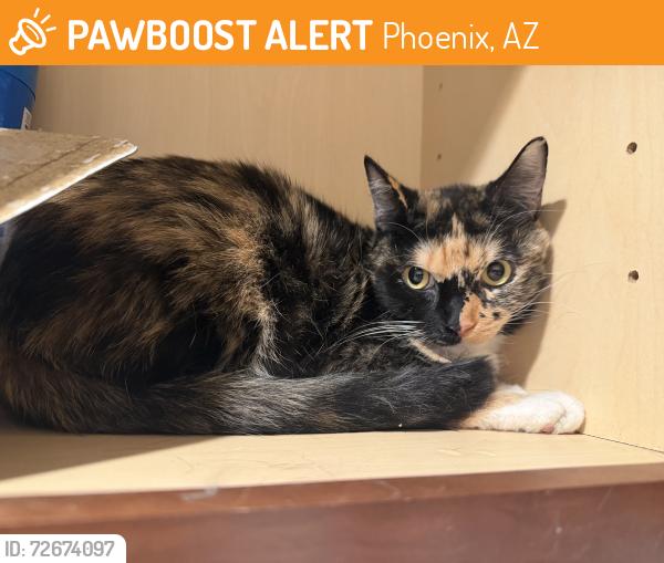 Found/Stray Female Cat last seen Cafe Mollie, Phoenix, AZ 85016
