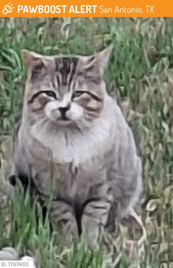 Found/Stray Male Cat last seen Lakeview Drive , San Antonio, TX 78244