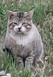 Found/Stray Male Cat last seen Lakeview Drive , San Antonio, TX 78244