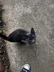 Found/Stray Male Cat last seen Antoine, Houston, TX 77018