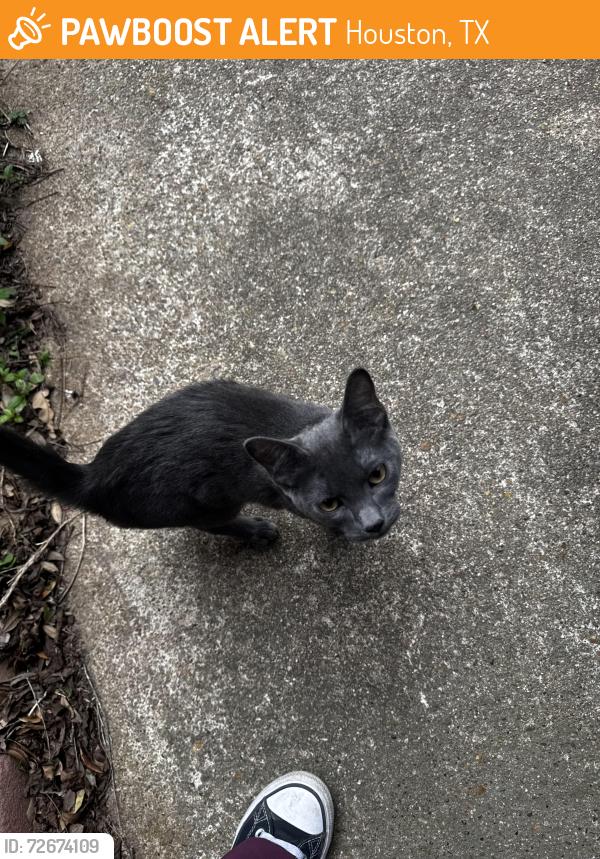 Found/Stray Male Cat last seen Antoine, Houston, TX 77018