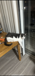 Lost Male Cat last seen Vine and 16th street , McAllen, TX 78501