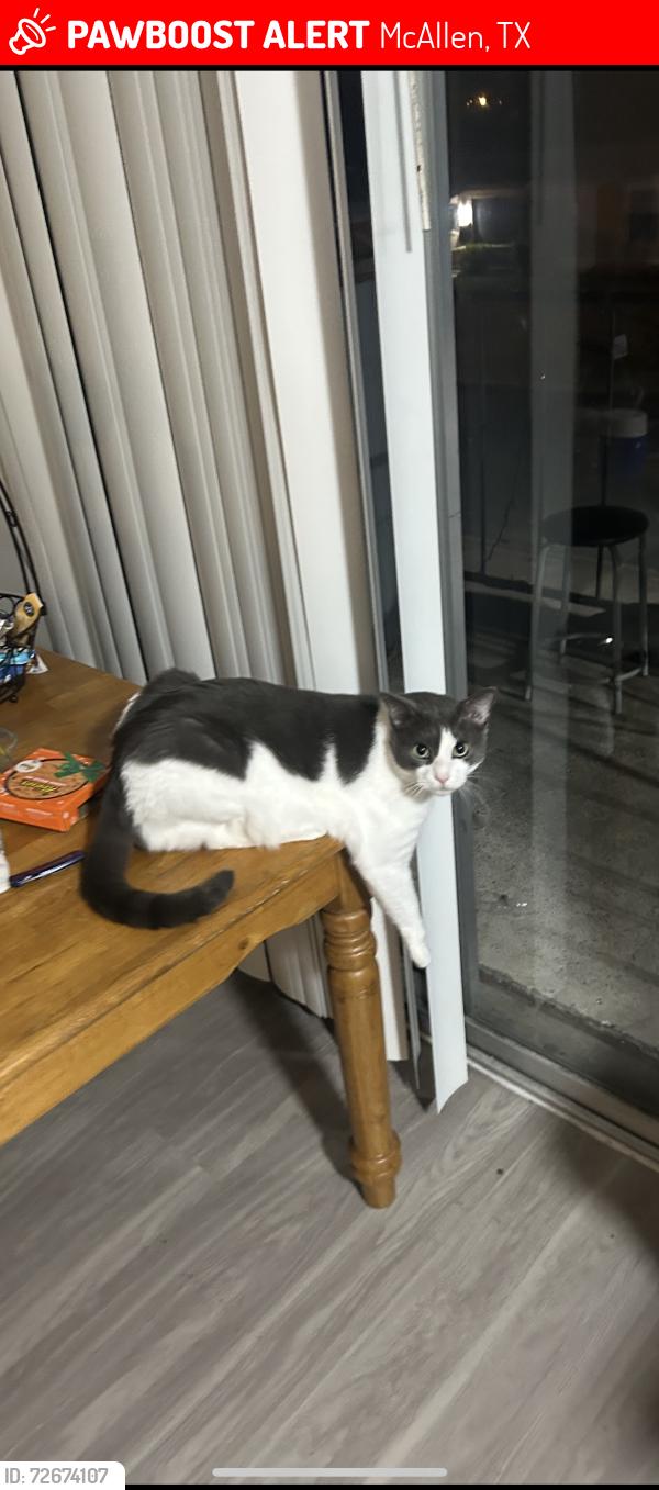 Lost Male Cat last seen Vine and 16th street , McAllen, TX 78501