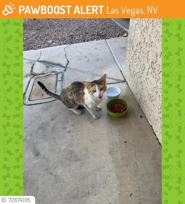 Found/Stray Unknown Cat last seen jones and carl ave 89108, Las Vegas, NV 89108