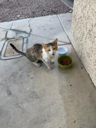 Found/Stray Unknown Cat last seen jones and carl ave 89108, Las Vegas, NV 89108