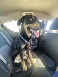 Found/Stray Male Dog last seen By apt , Whittier, CA 90605