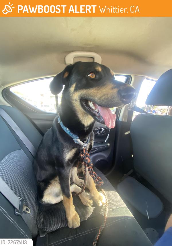 Found/Stray Male Dog last seen By apt , Whittier, CA 90605