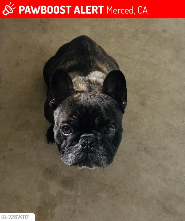 Lost Male Dog last seen Near lute ct , Merced, CA 95341