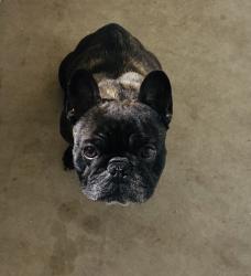 Lost Male Dog last seen Near lute ct , Merced, CA 95341