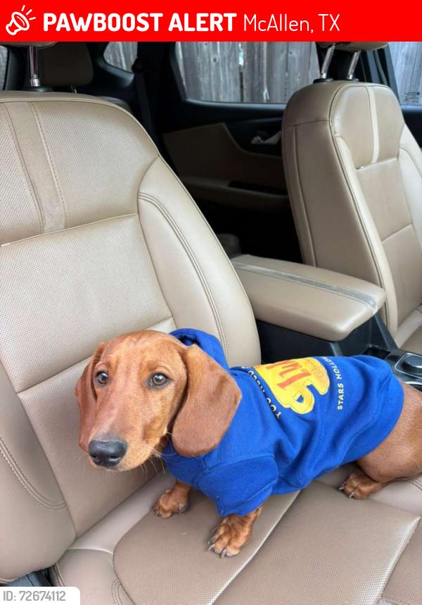 Lost Male Dog last seen Upas Ave. Mcallen Tx, McAllen, TX 78501
