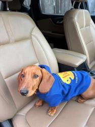 Lost Male Dog last seen Upas Ave. Mcallen Tx, McAllen, TX 78501
