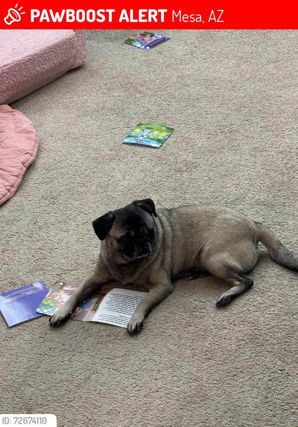 Lost Male Dog last seen Mesa Dr and Souther Ave, Mesa, AZ 85210