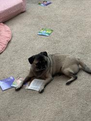 Lost Male Dog last seen Mesa Dr and Souther Ave, Mesa, AZ 85210