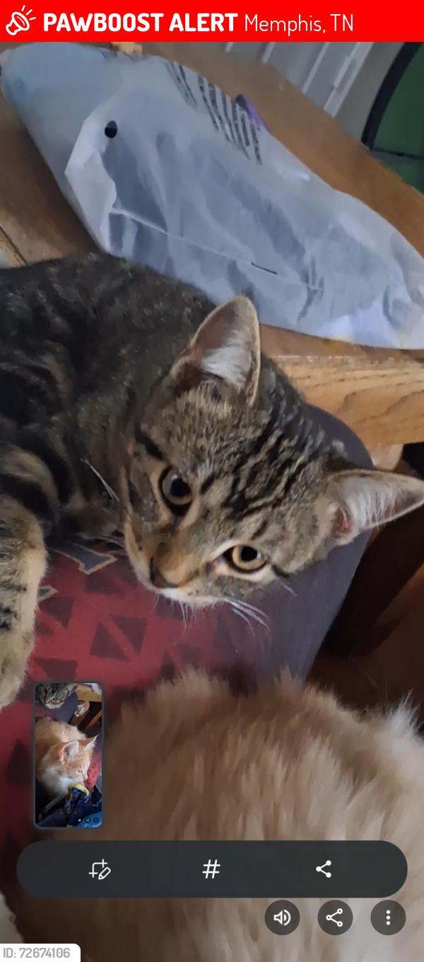 Lost Male Cat last seen GRACELAND , Memphis, TN 38116