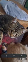 Lost Male Cat last seen GRACELAND , Memphis, TN 38116