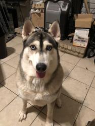 Lost Male Dog last seen Les Harrison and Weybridge, San Antonio, TX 78250