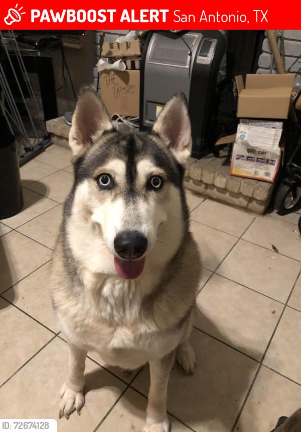 Lost Male Dog last seen Les Harrison and Weybridge, San Antonio, TX 78250