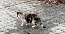 Lost Female Cat last seen Muddy creek greenway on Robinhood, Winston-Salem, NC 27106