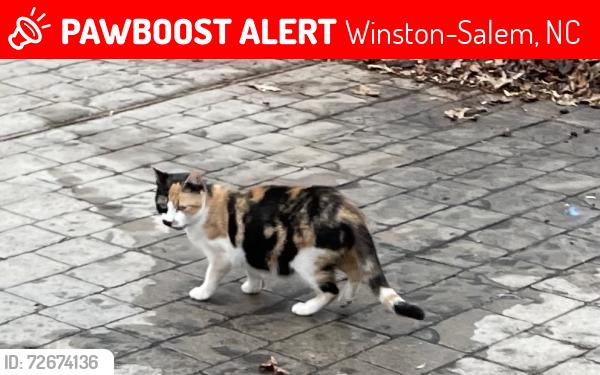 Lost Female Cat last seen Muddy creek greenway on Robinhood, Winston-Salem, NC 27106