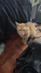 Lost Male Cat last seen Holm rd, Watsonville, CA 95076