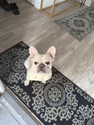Lost Male Dog last seen central ave, East Orange, NJ 07018