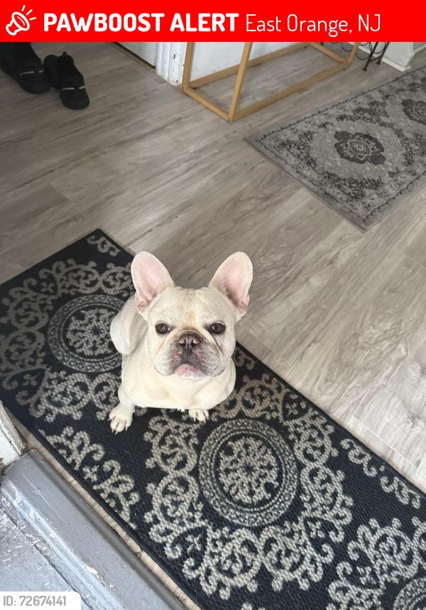 Lost Male Dog last seen central ave, East Orange, NJ 07018