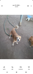 Lost Female Dog last seen Belmont and fowler ave, Fresno, CA 93727