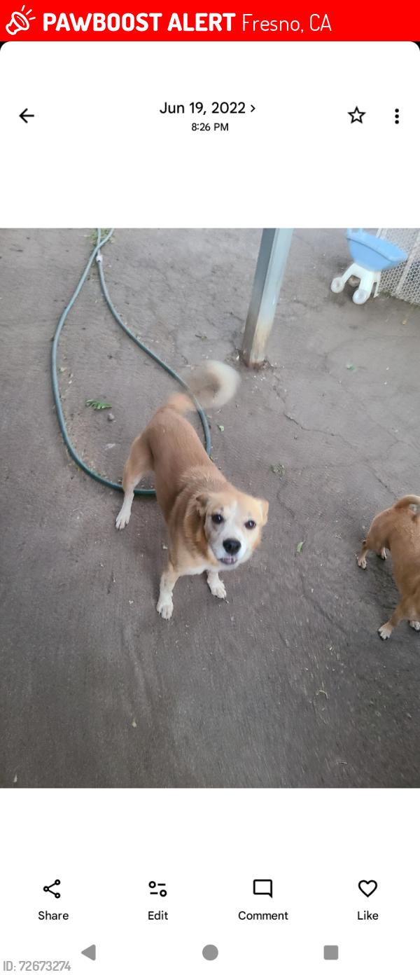 Lost Female Dog last seen Belmont and fowler ave, Fresno, CA 93727