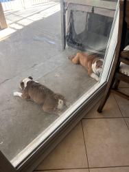 Found/Stray Female Dog last seen Northstar and Triple Tree, Victorville, CA 92392